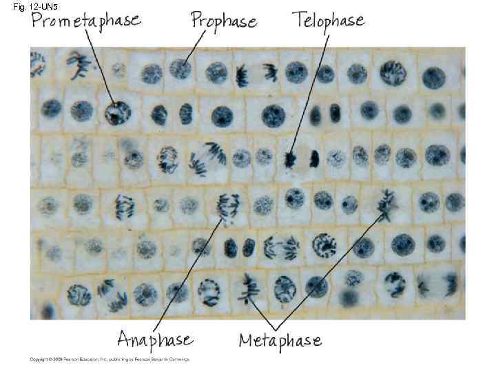 Fig. 12 -UN 5 