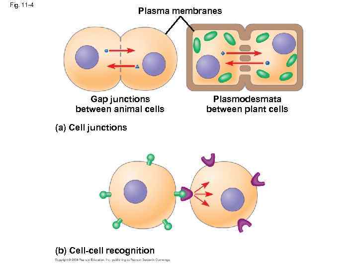 Fig. 11 -4 Plasma membranes Gap junctions between animal cells (a) Cell junctions (b)