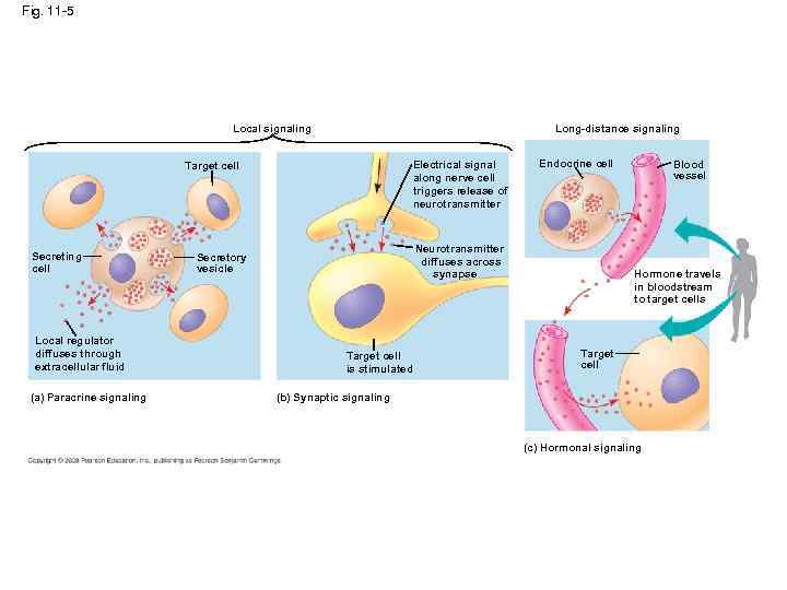 Fig. 11 -5 Long-distance signaling Local signaling Electrical signal along nerve cell triggers release