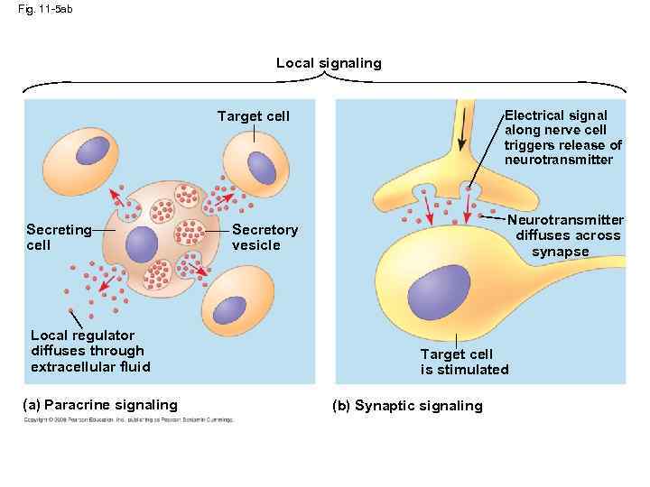 Fig. 11 -5 ab Local signaling Target cell Secreting cell Local regulator diffuses through