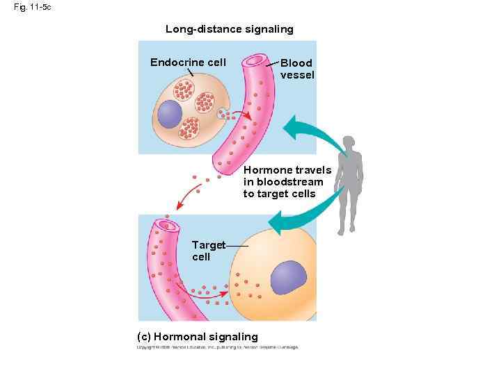 Fig. 11 -5 c Long-distance signaling Endocrine cell Blood vessel Hormone travels in bloodstream