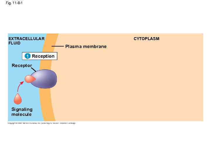 Fig. 11 -6 -1 EXTRACELLULAR FLUID 1 Reception Receptor Signaling molecule CYTOPLASM Plasma membrane
