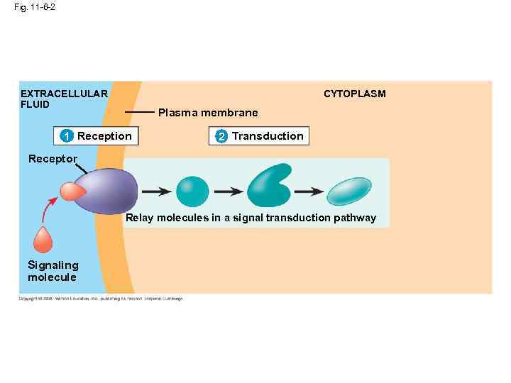 Fig. 11 -6 -2 CYTOPLASM EXTRACELLULAR FLUID Plasma membrane 1 Reception 2 Transduction Receptor