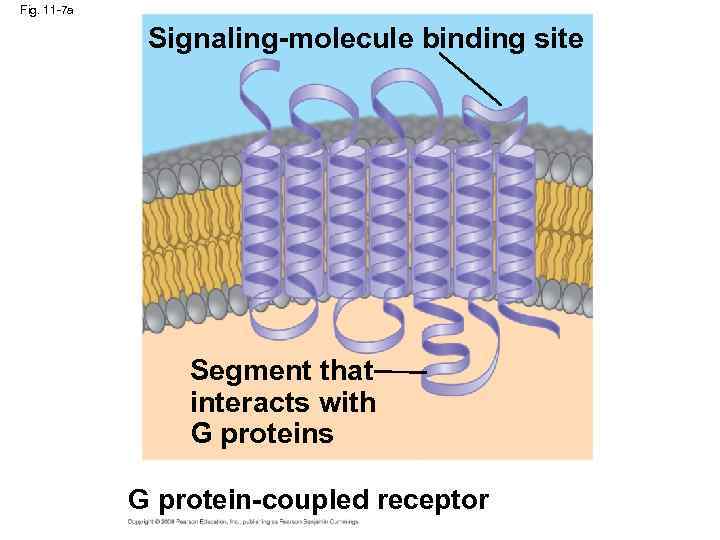 Fig. 11 -7 a Signaling-molecule binding site Segment that interacts with G proteins G