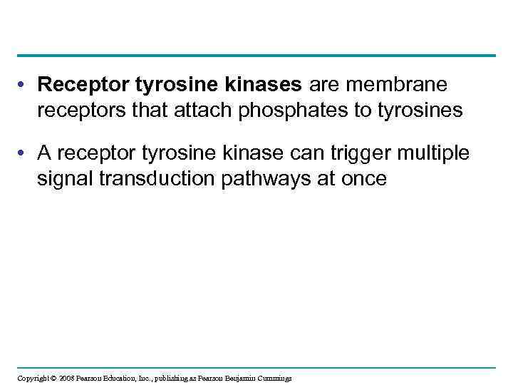  • Receptor tyrosine kinases are membrane receptors that attach phosphates to tyrosines •