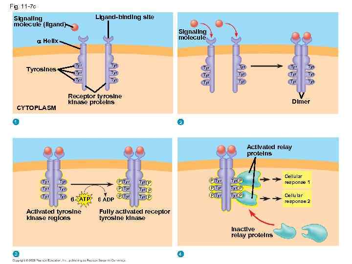 Fig. 11 -7 c Ligand-binding site Signaling molecule (ligand) Signaling molecule Helix Tyr Tyr
