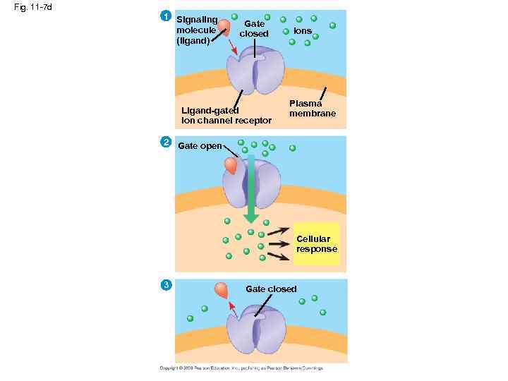 Fig. 11 -7 d 1 Signaling molecule (ligand) Gate closed Ligand-gated ion channel receptor