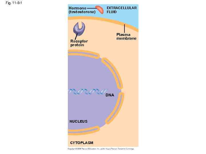 Fig. 11 -8 -1 Hormone (testosterone) EXTRACELLULAR FLUID Plasma membrane Receptor protein DNA NUCLEUS