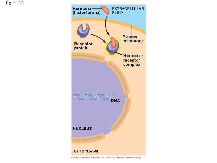 Fig. 11 -8 -2 Hormone (testosterone) EXTRACELLULAR FLUID Plasma membrane Receptor protein Hormonereceptor complex