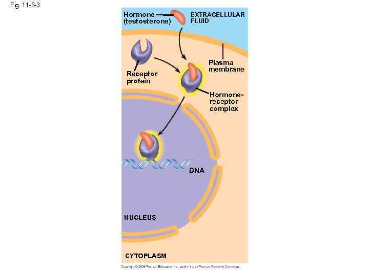Fig. 11 -8 -3 Hormone (testosterone) EXTRACELLULAR FLUID Plasma membrane Receptor protein Hormonereceptor complex