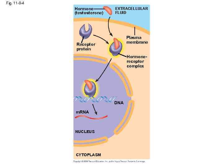 Fig. 11 -8 -4 Hormone (testosterone) EXTRACELLULAR FLUID Plasma membrane Receptor protein Hormonereceptor complex