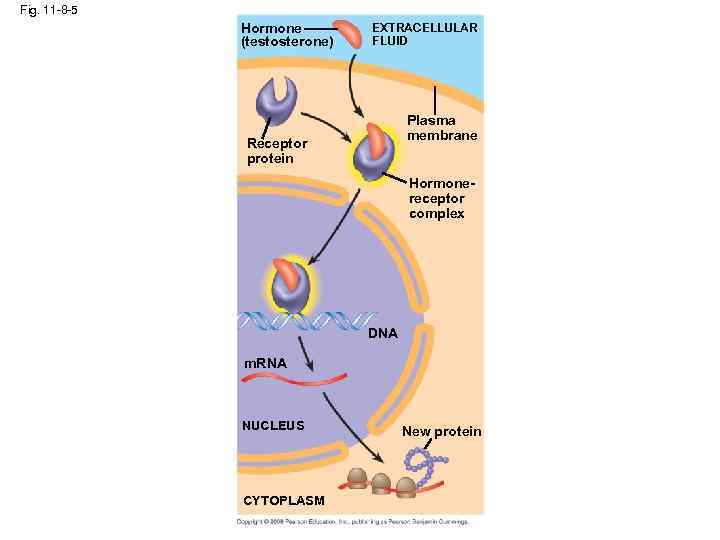 Fig. 11 -8 -5 Hormone (testosterone) EXTRACELLULAR FLUID Plasma membrane Receptor protein Hormonereceptor complex