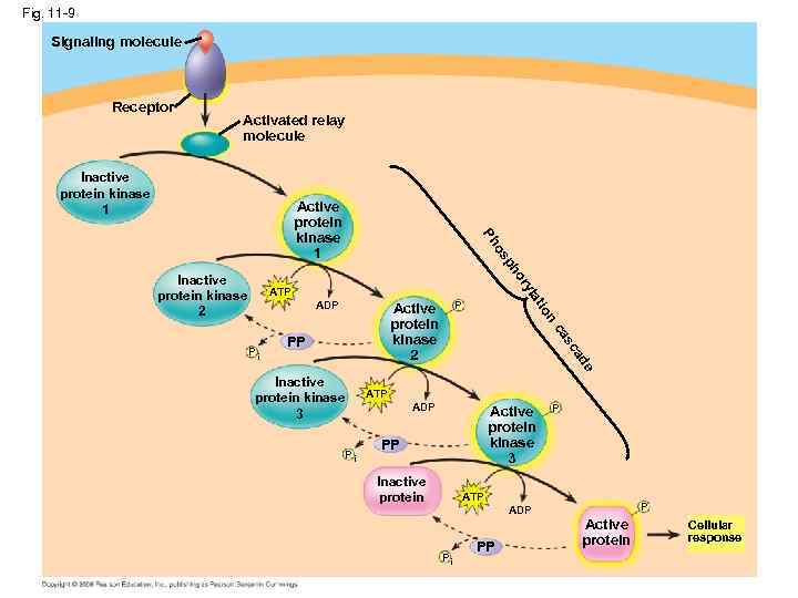 Fig. 11 -9 Signaling molecule Receptor Activated relay molecule Inactive protein kinase 1 Inactive