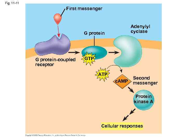 Fig. 11 -11 First messenger Adenylyl cyclase G protein-coupled receptor GTP ATP c. AMP