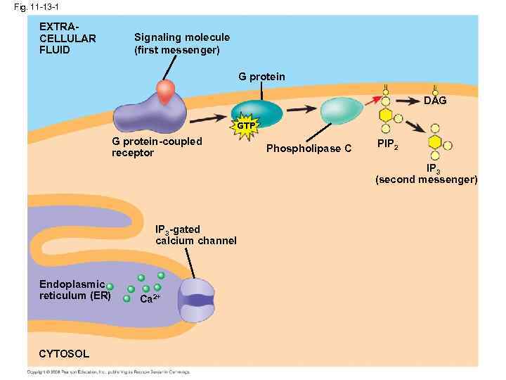 Fig. 11 -13 -1 EXTRACELLULAR FLUID Signaling molecule (first messenger) G protein DAG GTP