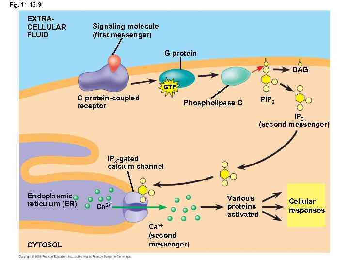 Fig. 11 -13 -3 EXTRACELLULAR FLUID Signaling molecule (first messenger) G protein DAG GTP