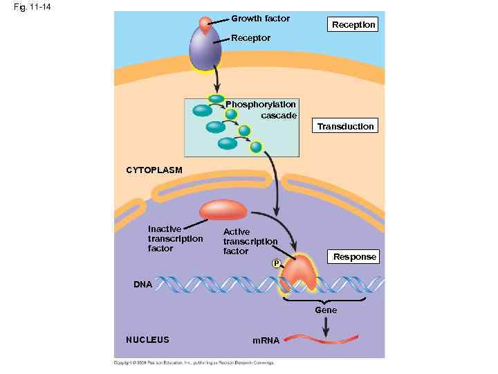 Fig. 11 -14 Growth factor Reception Receptor Phosphorylation cascade Transduction CYTOPLASM Inactive transcription factor