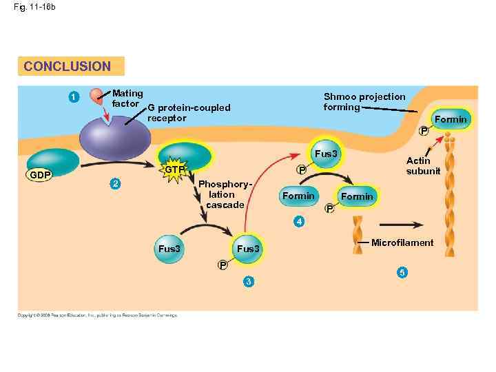 Fig. 11 -16 b CONCLUSION 1 Mating factor G protein-coupled receptor Shmoo projection forming