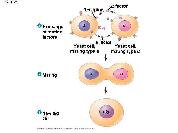 Fig. 11 -2 factor Receptor 1 Exchange of mating factors a a factor Yeast