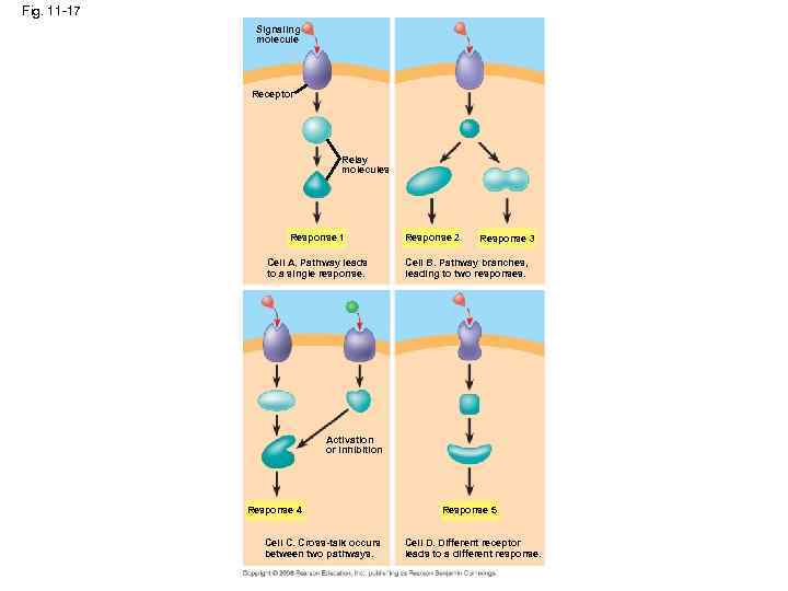 Fig. 11 -17 Signaling molecule Receptor Relay molecules Response 1 Cell A. Pathway leads