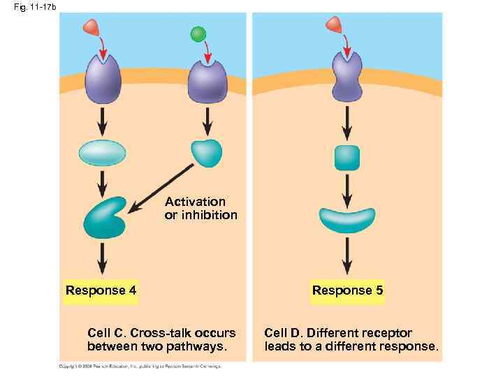 Fig. 11 -17 b Activation or inhibition Response 4 Cell C. Cross-talk occurs between