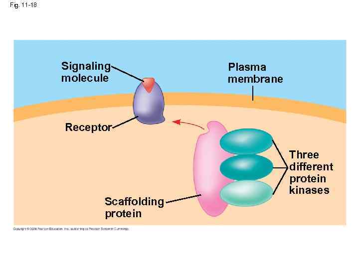 Fig. 11 -18 Signaling molecule Plasma membrane Receptor Scaffolding protein Three different protein kinases