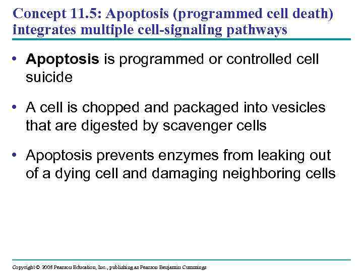 Concept 11. 5: Apoptosis (programmed cell death) integrates multiple cell-signaling pathways • Apoptosis is