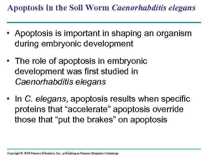 Apoptosis in the Soil Worm Caenorhabditis elegans • Apoptosis is important in shaping an