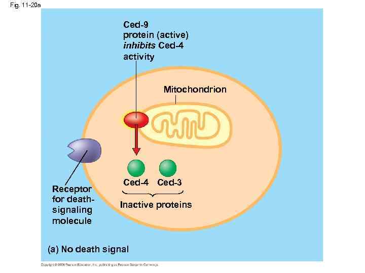 Fig. 11 -20 a Ced-9 protein (active) inhibits Ced-4 activity Mitochondrion Receptor for deathsignaling