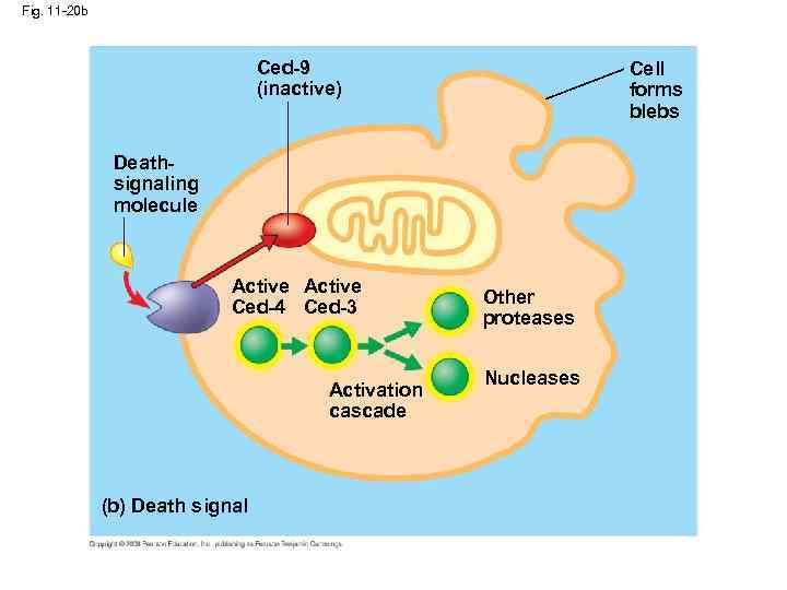 Fig. 11 -20 b Ced-9 (inactive) Cell forms blebs Deathsignaling molecule Active Ced-4 Ced-3