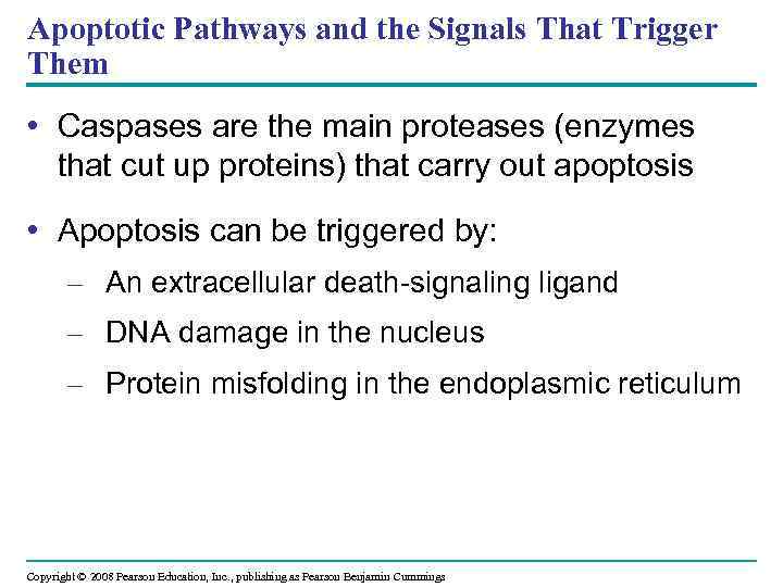 Apoptotic Pathways and the Signals That Trigger Them • Caspases are the main proteases