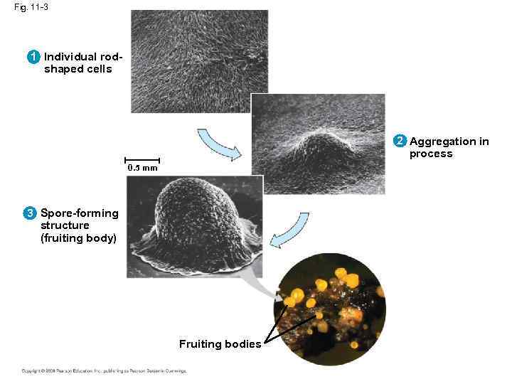 Fig. 11 -3 1 Individual rodshaped cells 2 Aggregation in process 0. 5 mm