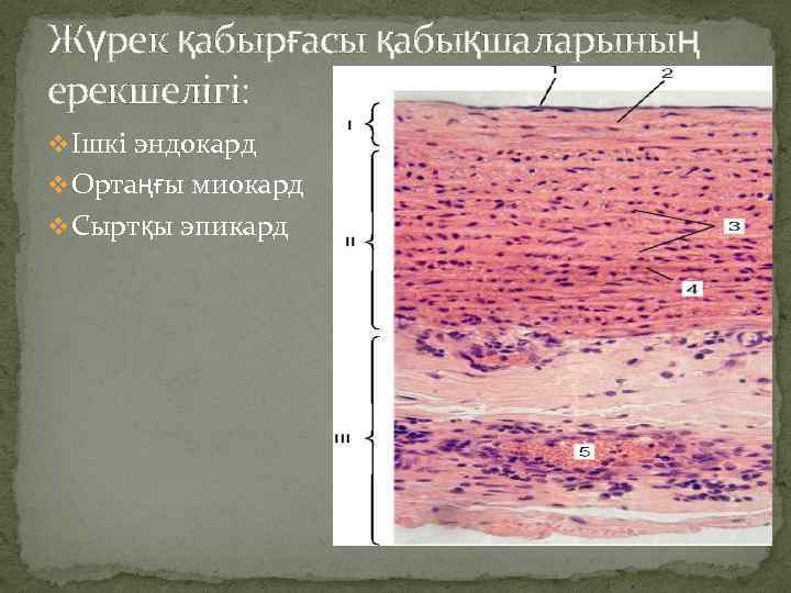 Жүрек қабырғасы қабықшаларының ерекшелігі: v Ішкі эндокард v Ортаңғы миокард v Сыртқы эпикард 