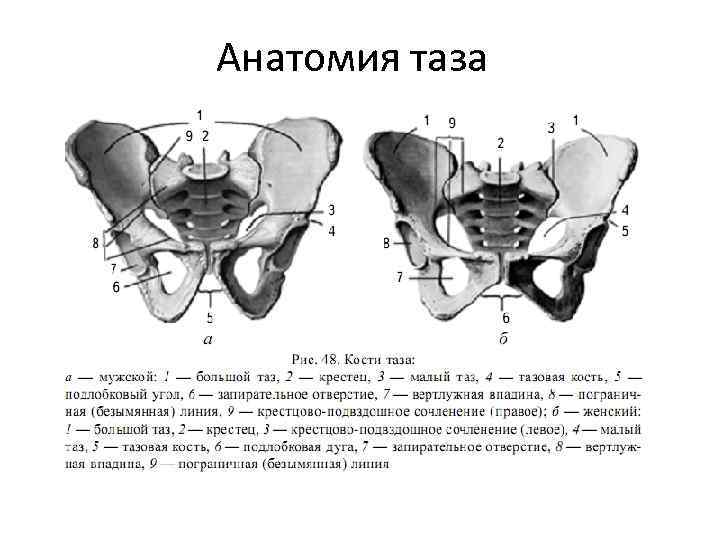 Анатомия таза 