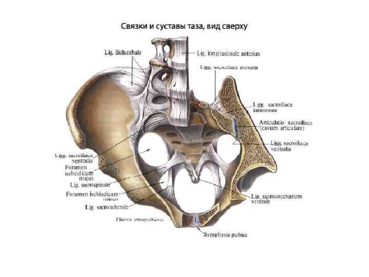 Кости таза анатомия в картинках