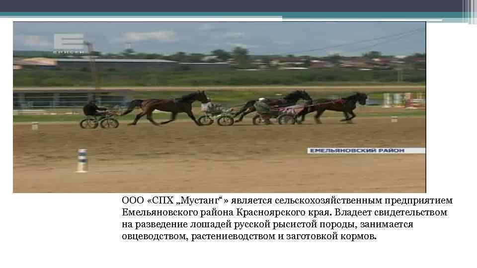 ООО «СПХ „Мустанг“» является сельскохозяйственным предприятием Емельяновского района Красноярского края. Владеет свидетельством на разведение