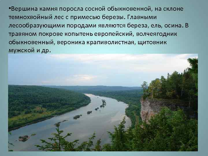  • Вершина камня поросла сосной обыкновенной, на склоне темнохвойный лес с примесью березы.