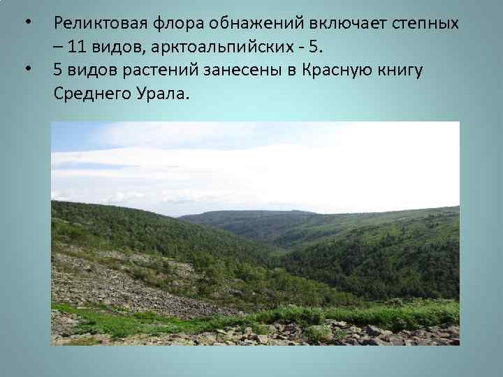  • • Реликтовая флора обнажений включает степных – 11 видов, арктоальпийских - 5.