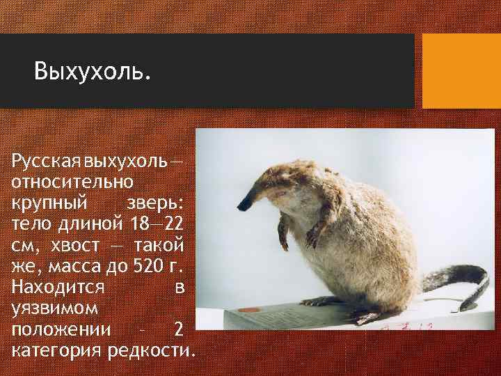 Выхухоль. Русская выхухоль — относительно крупный зверь: тело длиной 18— 22 см, хвост —