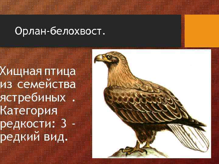 Орлан-белохвост. Хищная птица из семейства ястребиных. Категория редкости: 3 редкий вид. 