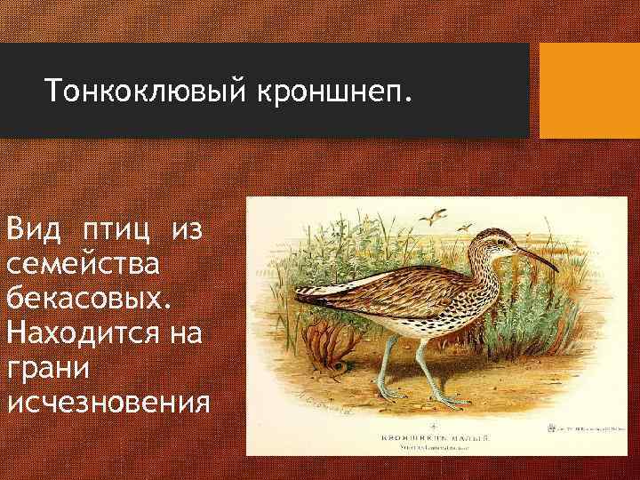 Тонкоклювый кроншнеп. Вид птиц из семейства бекасовых. Находится на грани исчезновения 