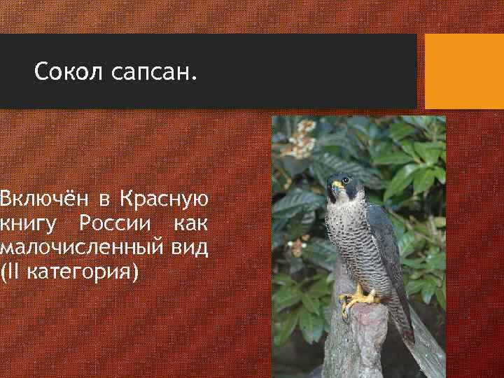 Сокол сапсан. Включён в Красную книгу России как малочисленный вид (II категория) 