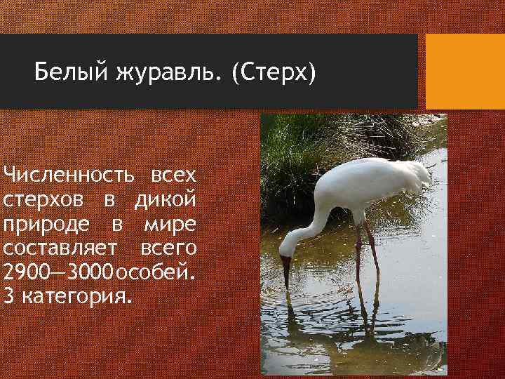 Белый журавль. (Стерх) Численность всех стерхов в дикой природе в мире составляет всего 2900—