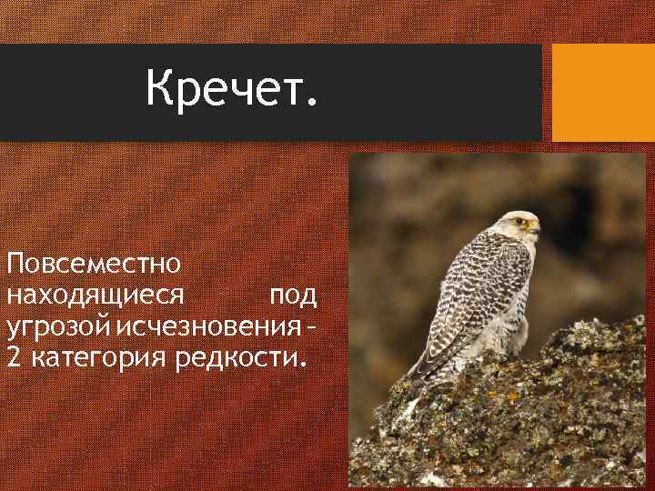 Кречет. Повсеместно находящиеся под угрозой исчезновения – 2 категория редкости. 