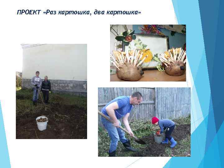 ПРОЕКТ «Раз картошка, два картошка» 
