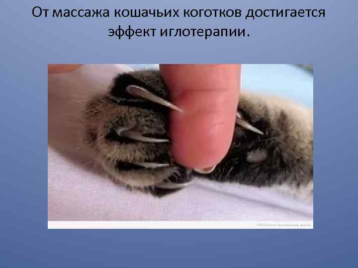 От массажа кошачьих коготков достигается эффект иглотерапии. 