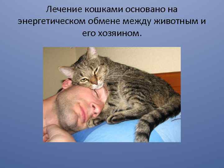 Лечение кошками основано на энергетическом обмене между животным и его хозяином. 