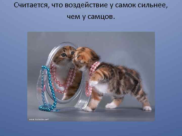 Считается, что воздействие у самок сильнее, чем у самцов. 