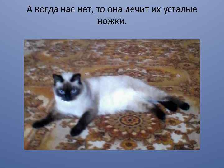 А когда нас нет, то она лечит их усталые ножки. 