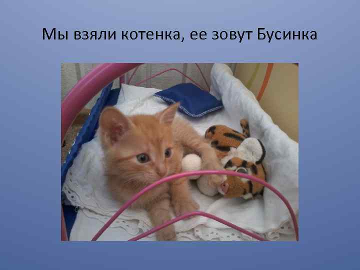 Мы взяли котенка, ее зовут Бусинка 